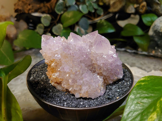 308g Spirit Quartz Cluster from ZA / Cactus Quartz / Spirit Amethyst for Crystal Healing / Meditation/ Reiki / Gifting