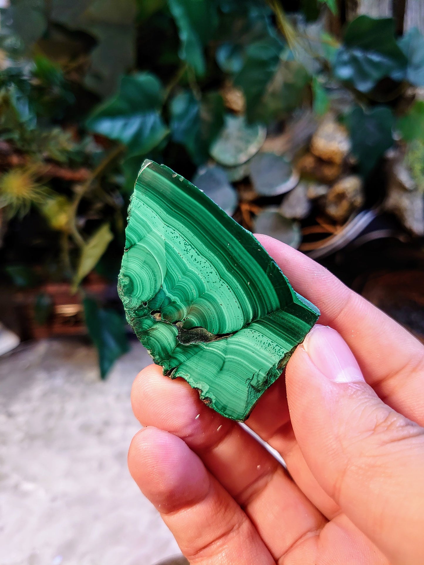 Small Malachite Polished Slice from Kasompe, Congo for Home and Altar Decor / 187.80ct / Collection / Crystal Healing / Gifting