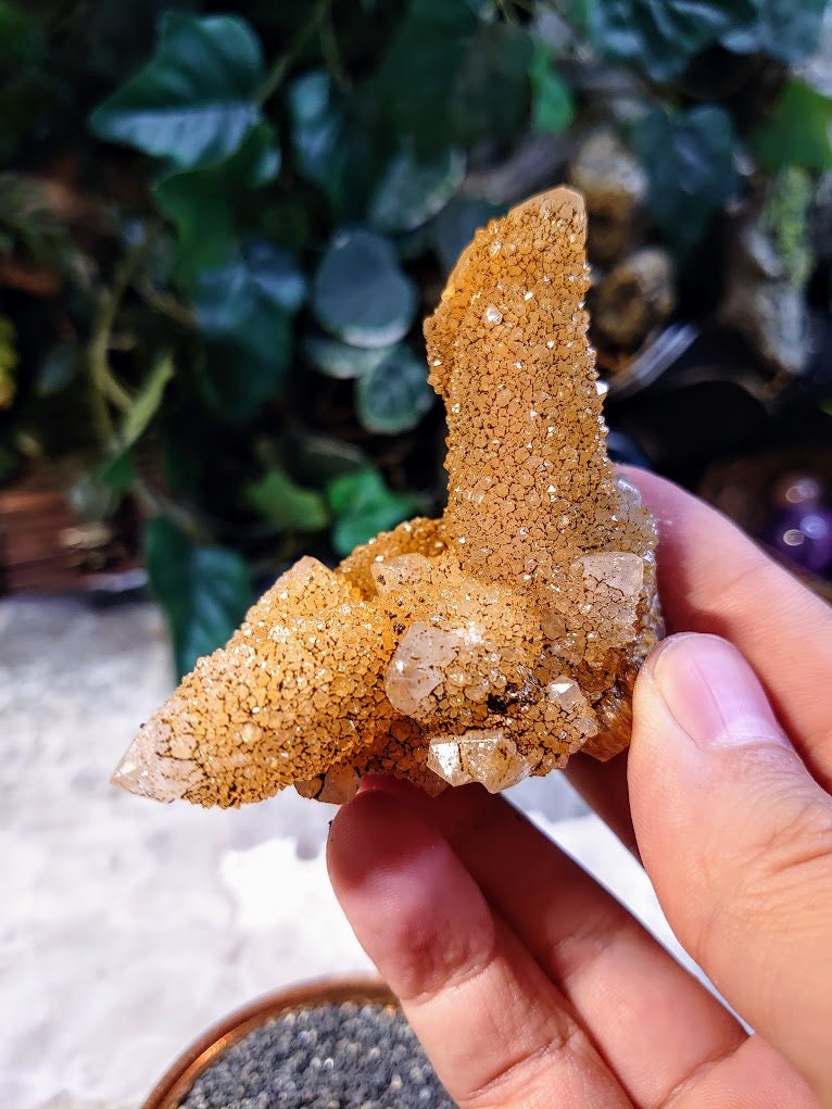 Sunshine Spirit Quartz Cluster from ZA / 105.17g / Golden Healer Cactus Quartz for Crystal Healing / Meditation/ Reiki / Natural / Gifting