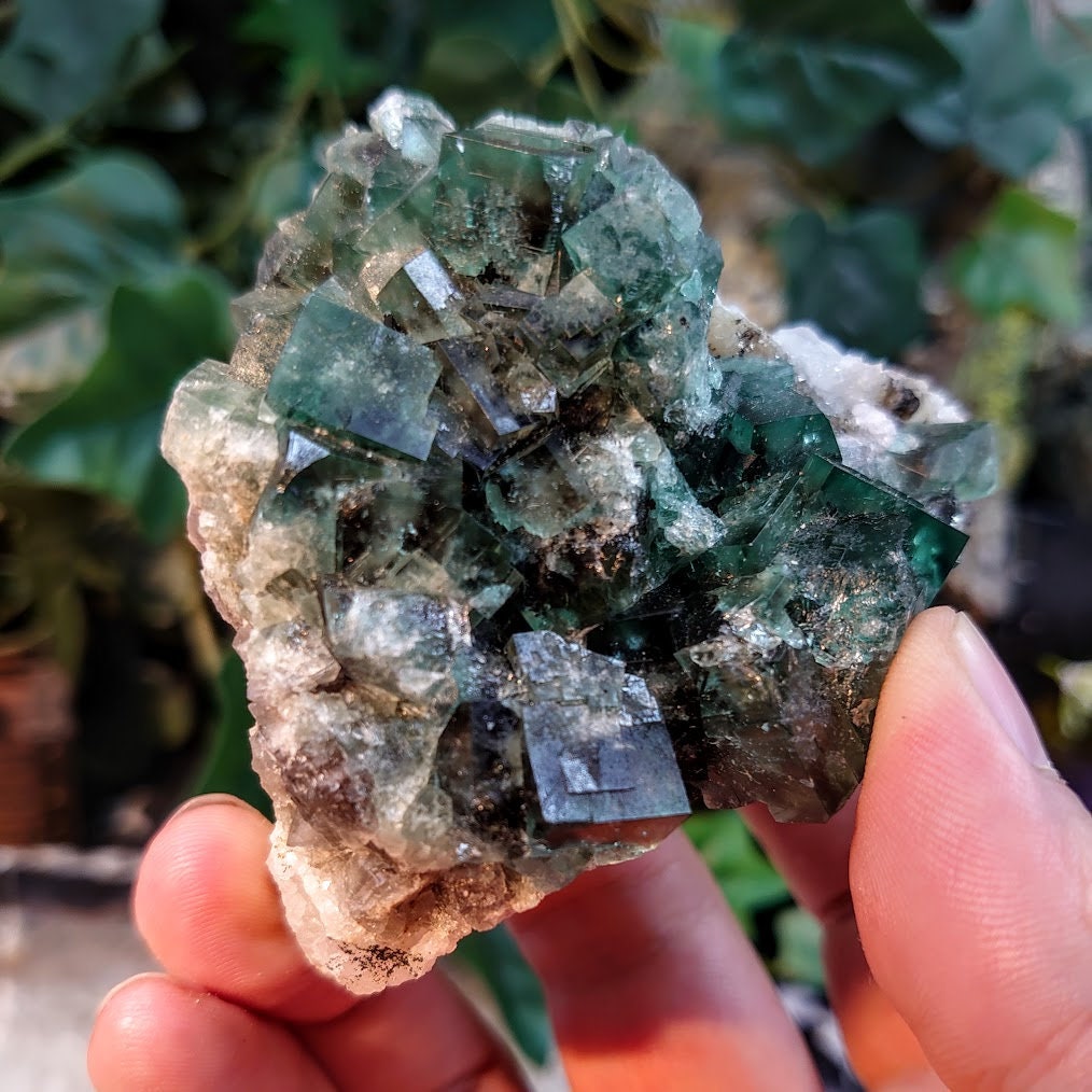 Naughty Gnome Pocket Green/Blue Fluorite Cluster "Diana Maria Mine" on Matrix From United Kingdom / 250g / Small Cabinet Size