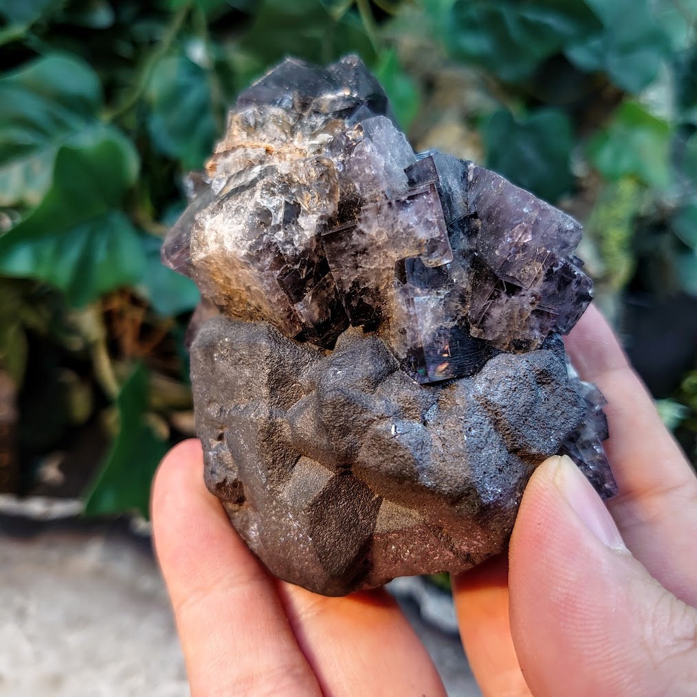 Smoky Purple Fluorite Cluster with Galena "Purple Rain Pocket" on Matrix From United Kingdom for Altar Decor / 510g / Small Cabinet Size