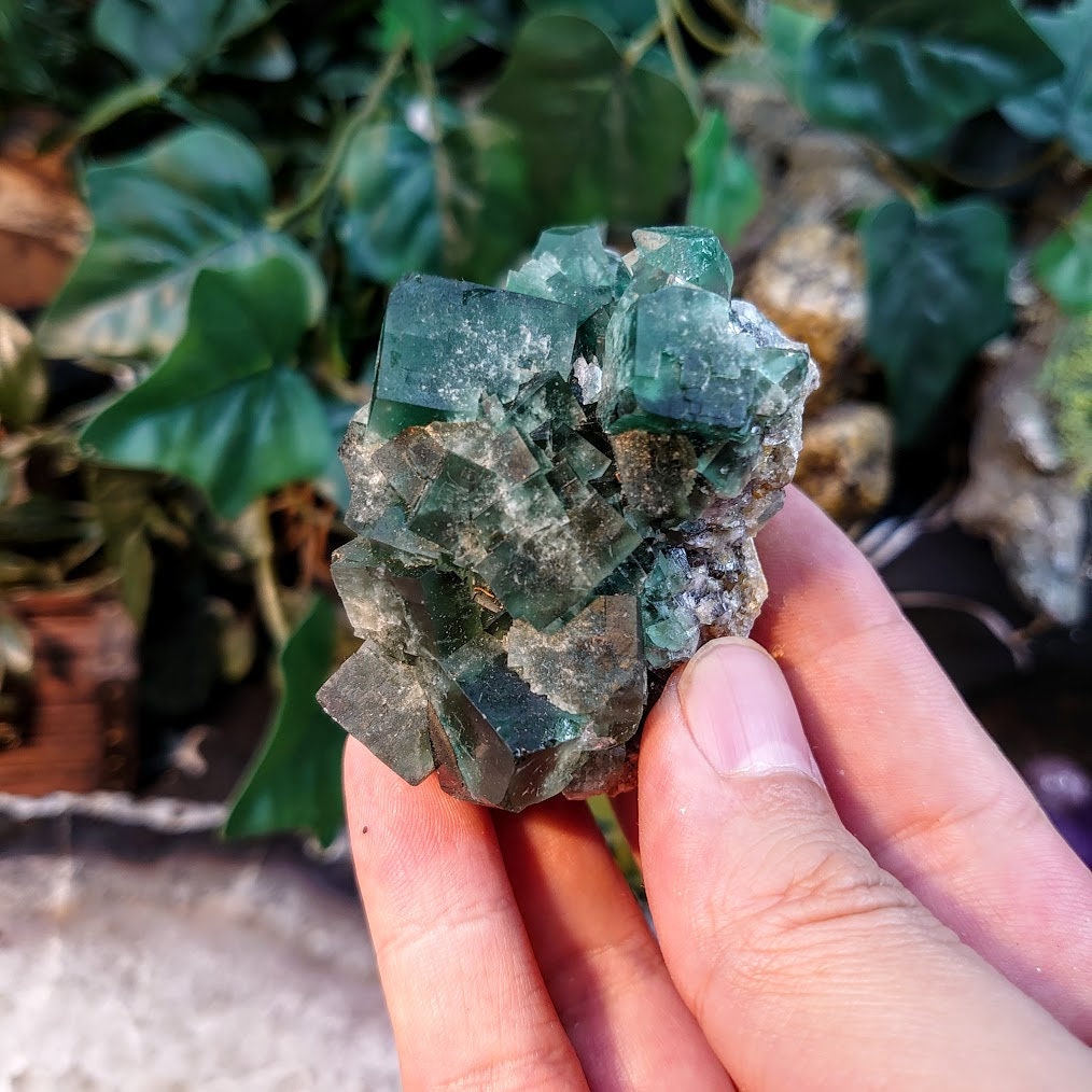 Naughty Gnome Pocket Green/Blue Fluorite Cluster "Diana Maria Mine" on Matrix From United Kingdom / 181g / Small Cabinet Size