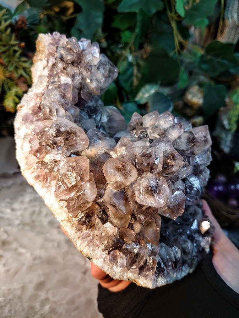 Large Smoky Amethyst Cluster from Madhya Pradesh, India for Altar Decor / 1,950g / Home & Altar Decor / Delicious Prism Grapes/ Cabinet Size